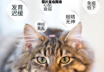 猫咪需要牛磺酸，它对猫的健康有何作用？