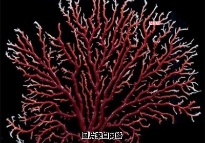 红珊瑚真伪鉴别技巧你了解多少？