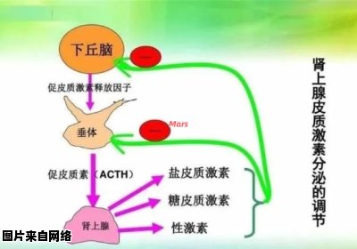 肾上腺素对机体有何影响