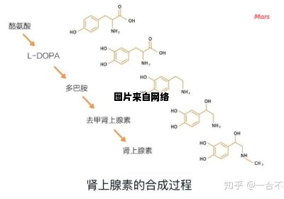 肾上腺素对机体有何影响