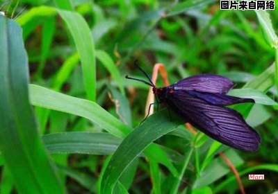 重阳木锦斑蛾的食物来源是哪些植物？