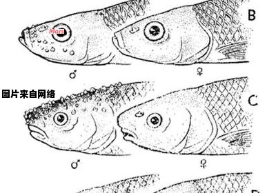 鱼类中有哪些是雌雄同体的动物呢？
