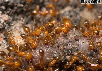 为什么黄蚂蚁会频繁出没于家居环境？