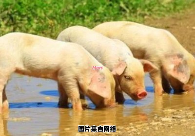 猪被冷水烫的含义是什么？