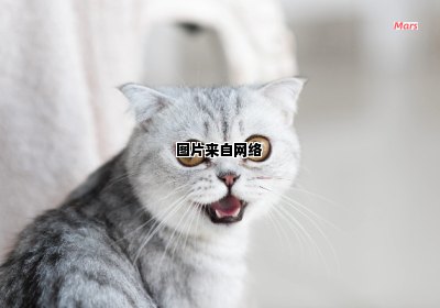 猫咪为何频繁发出叫声的原因是什么？