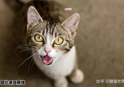 猫咪为何频繁发出叫声的原因是什么？