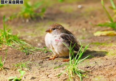 小麻雀需要哪种食物才能生存？