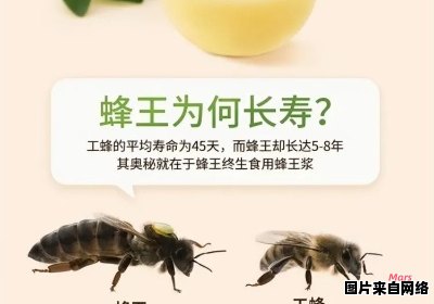 蜂王浆的储存技巧与方法