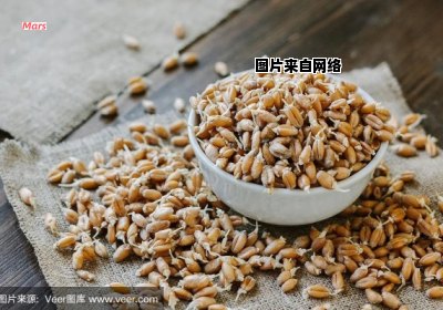 大麦芽与小麦芽的特点有何不同？
