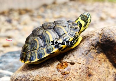 黄耳龟的寿命通常有多长时间