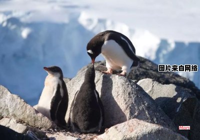 企鹅产卵的季节是常识吗？