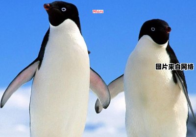 企鹅产卵的季节是常识吗？