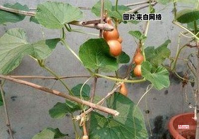 葫芦养护技巧大揭秘