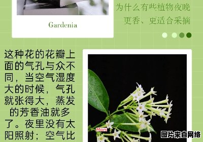 花园中弥漫芳香的奥秘在哪里?