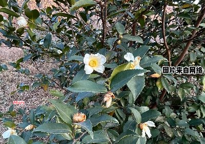 茶油树的适宜种植环境在哪里？