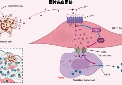 肺泡表面活性物质的产生细胞是什么？