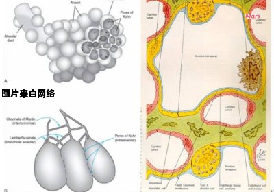 肺泡表面活性物质的产生细胞是什么？