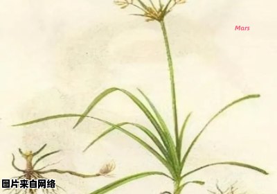 香附子的功效与使用范围