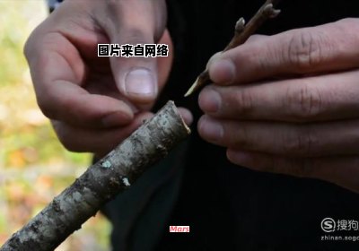 桃树具备哪些嫁接搭配能力