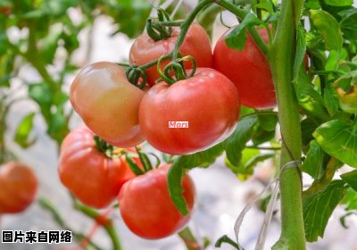番茄的滋养之道与益处