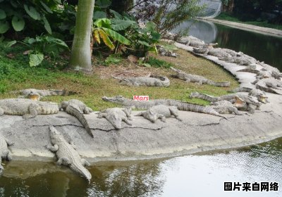 广州鳄鱼公园游玩指南详解