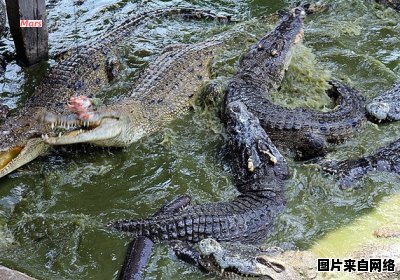 广州鳄鱼公园游玩指南详解