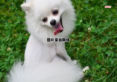 养护博美犬的秘籍