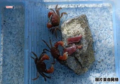 如何在家中养抓捕的小螃蟹