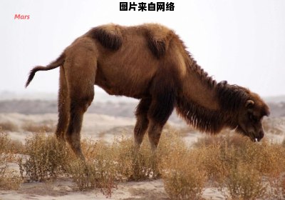 骆驼的驼峰是否储存的是液体？