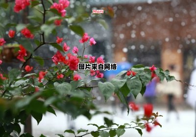 南方的艳阳天里雪花纷飞