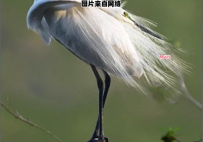 蓑毛的含义是什么