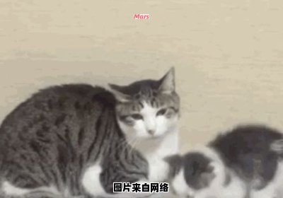 可爱猫咪的抱抱表情包动图