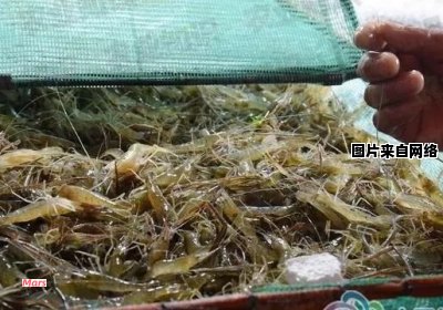 提高河虾养殖效益的技术策略