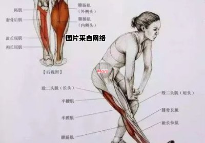 为什么会有腿部肌肉发达？