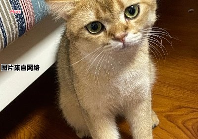 一只猫咪在hp血统觉醒之后发生了什么