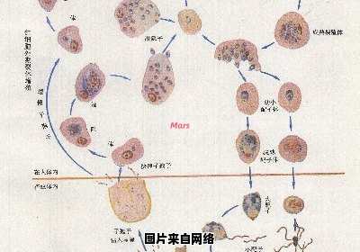 疟原虫的拼音应该如何读写？