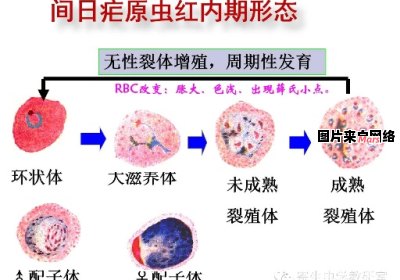 疟原虫的拼音应该如何读写？