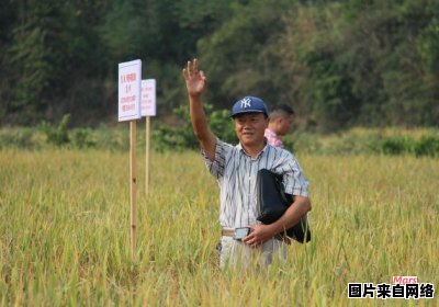 了解再生稻的含义